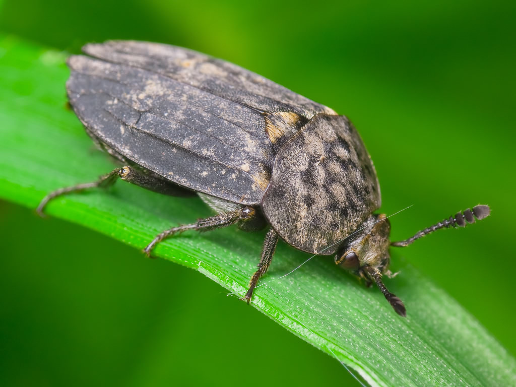 Thanatophilus sinuatus (Fabricius, 1775)